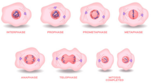 Die Phasen der Mitose