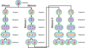 Unterschied Mitose und Meiose