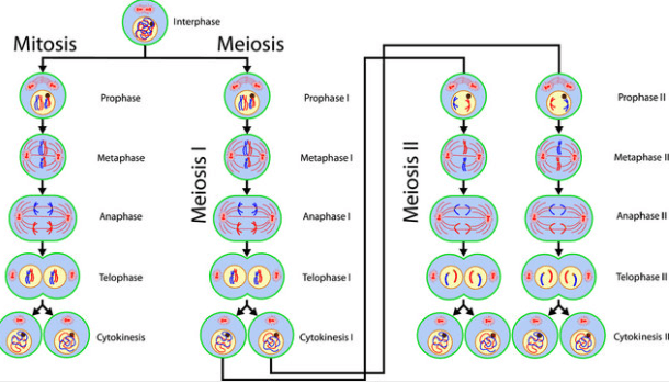 Was Ist Der Unterschied Zwischen Meiose Und Mitose Mitose und Meiose Unterschied ⚜️ Infos 2025 | Vergleich Mitose & Meiose
