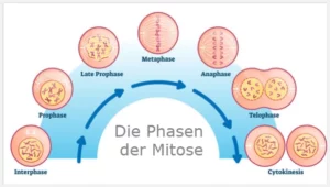 Die Phasen der Mitose